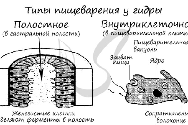 Актуальные ссылки даркнет